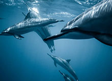 毛剑卿谈曹赟定炮轰斯帅：都是为申花好，关键时刻球迷要团结